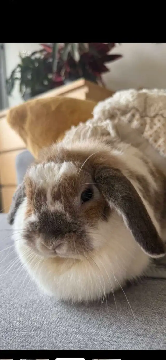 Bonded pair sweet bunnies in Other in Mississauga / Peel Region - Image 6