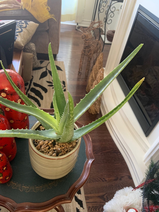 NEW “HARDY ALOE VERA PLANT WITH PLANTER ! “ BRAMPTON ! in Home Décor & Accents in Mississauga / Peel Region - Image 4