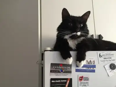 Wonderful Cat (5 years in July), View more