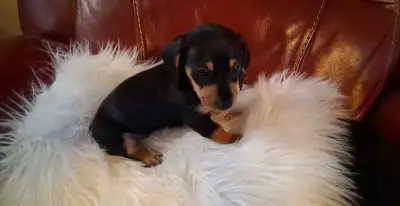 minidaschund pel # 01370, View more