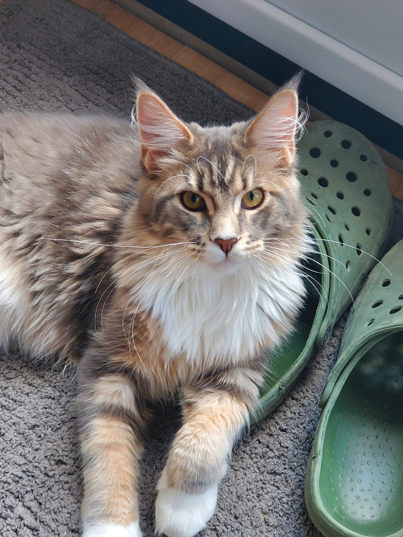 1 year old Male Maine Coon Cat | Cats & Kittens for Rehoming | Markham ...