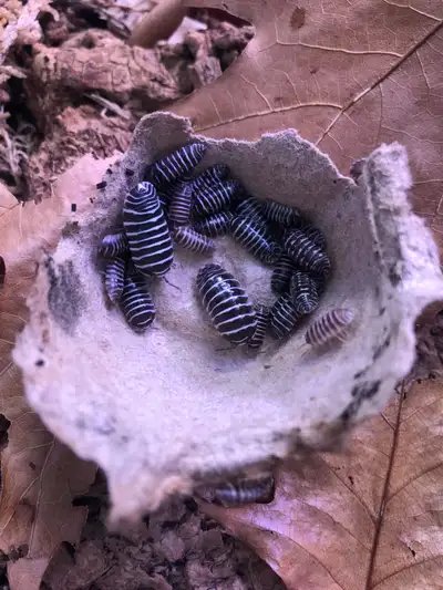 Armadillidium maculatum (zebra), View more