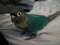 **SUPER SWEET HANDFED BABY TURQUOISE CONURES**W/CARE PACKAGE**