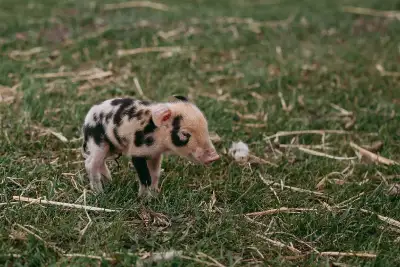 Ossabaw Island Hog Weanlings - Meat Quality, View more