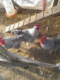 Three roosters 
