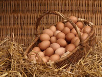 Fertilized Chicken Eggs (Brown Eggs from Red Sexlinks)