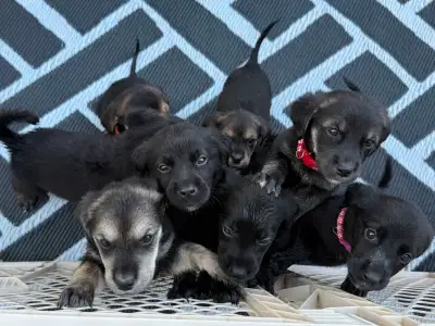 Puppies!, View more