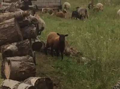 We are selling five Shetland ewe lambs. Born late April / early May 2024. The are rotation pasture r...