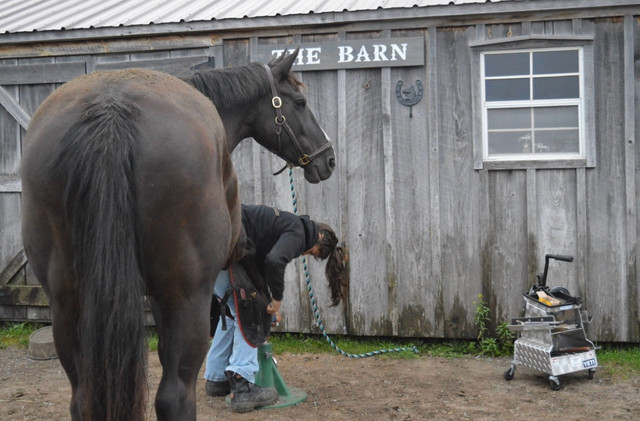 Farrier services in Horses & Ponies for Rehoming in Renfrew - Image 4