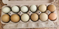 Farm Fresh Eggs (Dozen/18 Pack Available)