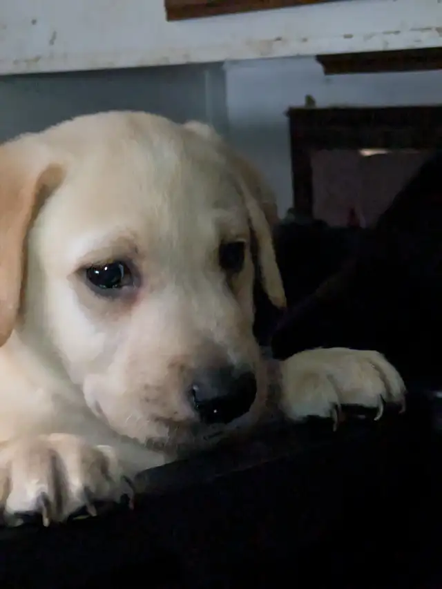 SALE..PUREBRED LAB PUPPY READY TO GO!!. ONLY FEW LEFT!! in Dogs & Puppies for Rehoming in Kitchener / Waterloo - Image 5