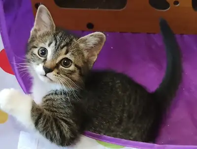 Cuddly Kittens for Loving Homes, View more