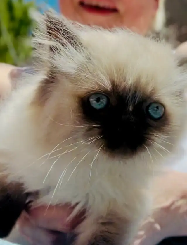 LOVECATS TICA reg. CATTERY: Persian Himalayans and Himalayans in Animal & Pet Services in Saint John - Image 3