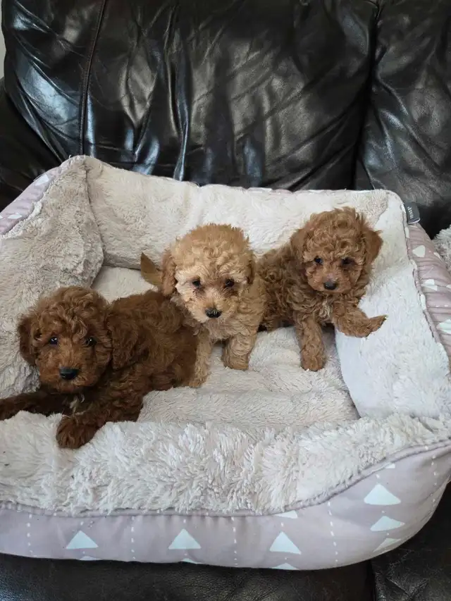 Toy poodle  puppies 2 male left in Dogs & Puppies for Rehoming in Winnipeg - Image 3