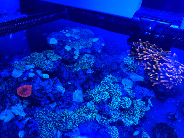 Mushroom corail coraux dans Poissons à adopter  à Longueuil/Rive Sud - Image 2