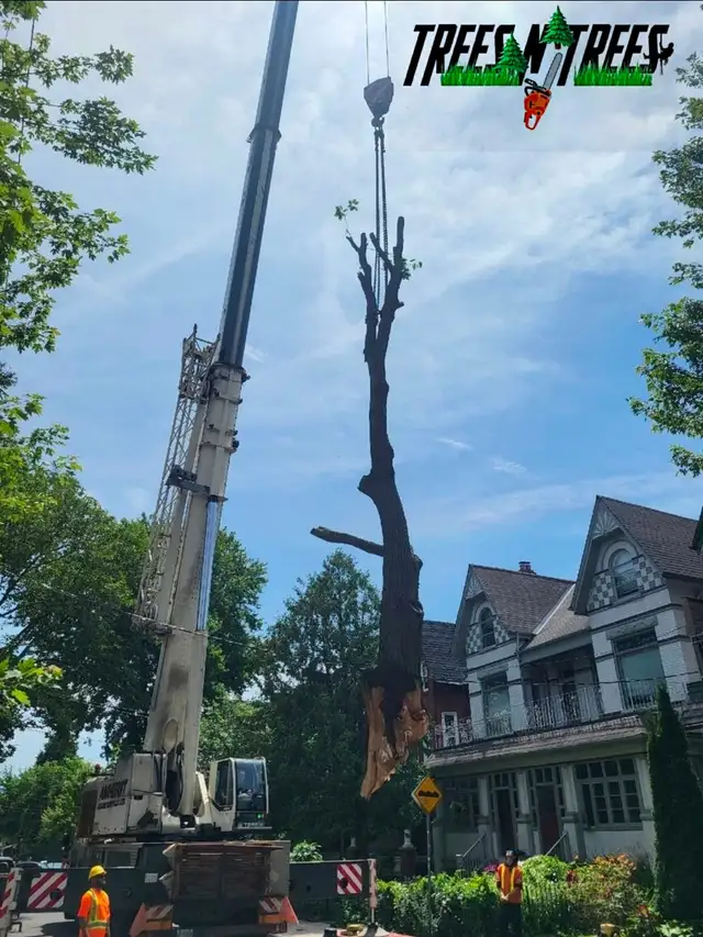 TREES N TREES CONTACT US NOW OPEN 24HRS / 647-700-4447 in Lawn, Tree Maintenance & Eavestrough in City of Toronto - Image 6