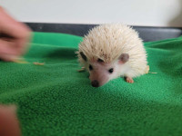 2 male babies hedgehogs looking for forever homes born January 1