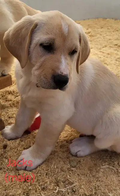 Lab Retriever cross puppies, View more