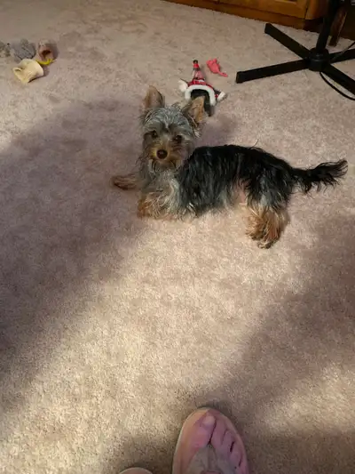 Yorkie Puppies For Sale after March 8, View more