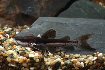 Tsn X RTC catfish, View more