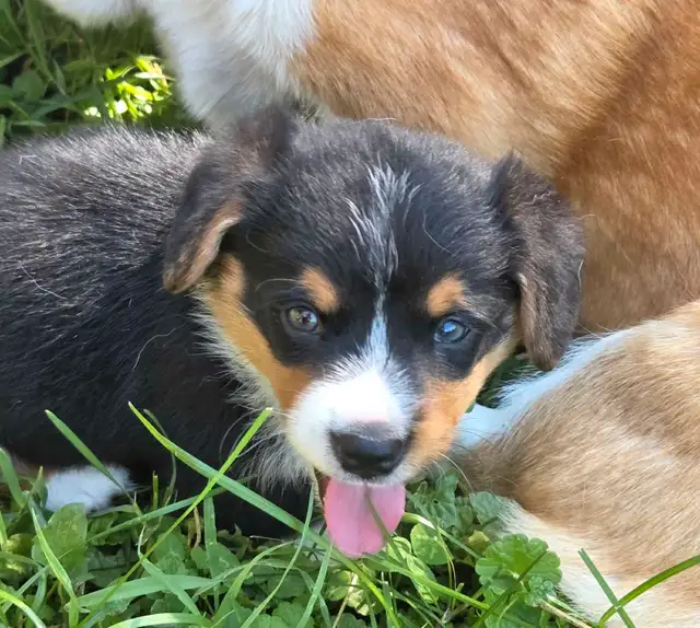 Chiots Corgi Pembrooke Welsh in Dogs & Puppies for Rehoming in Longueuil / South Shore - Image 8