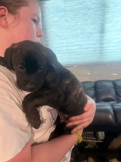 male puppy available to go now. They have a clean bill of health from the vet. They come with their...