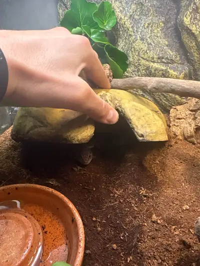 FAT TAIL GECKOS, View more