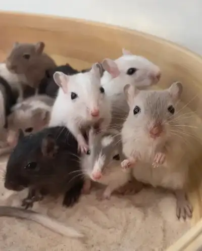 Gerbils! Unique, Healthy & Ethically-Bred Gerbils for Adoption, View more