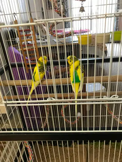 Two beautiful bright yellow male parakeets for sale., View more