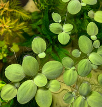 Aquarium Plant - Dwarf Water Lettuce