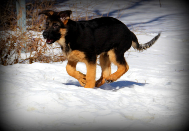 CKC. Registered WGSL Shepherds one 3mth old males available. in Dogs & Puppies for Rehoming in Sault Ste. Marie - Image 3