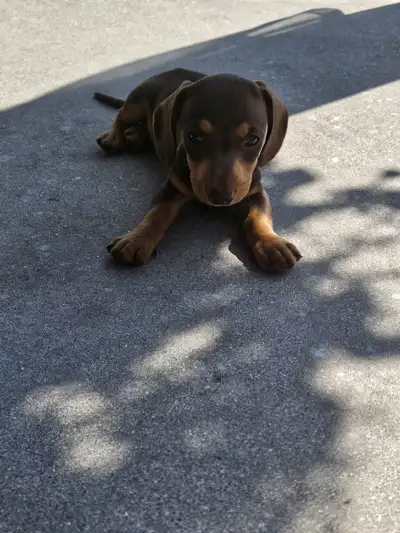 Adorable Dachshund Puppy, View more