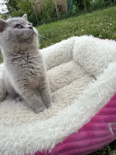 British Shorthair, View more