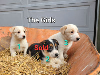 Pups for sale!