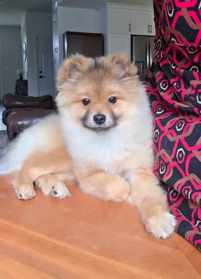 Pomeranian, View more