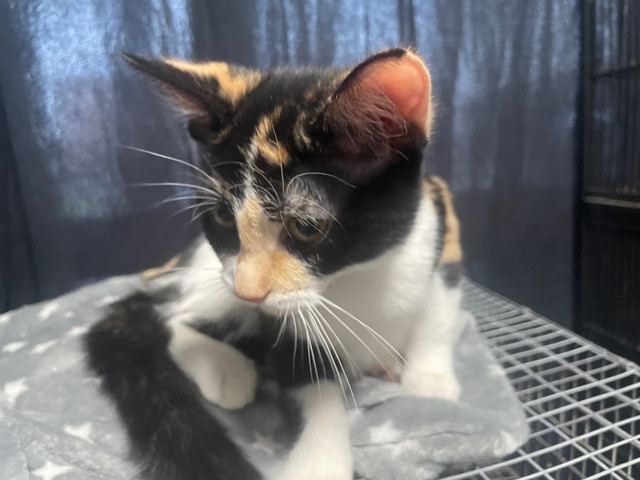 Calico kittens  in Cats & Kittens for Rehoming in Kapuskasing - Image 2