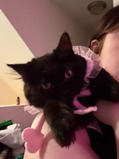 pet sitter in Barrhaven, View more
