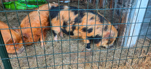 Kune kune pig for sale in Livestock in City of Halifax - Image 4