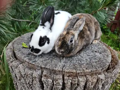 Deux bébés femelles disponibles. Propre à la litière. Habituées aux enfants, chats, chiens. Trois tr...