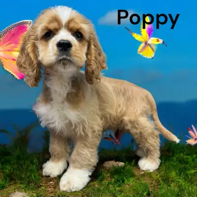 Puppies!!!! Cocker/Pug/Pomsky, View more