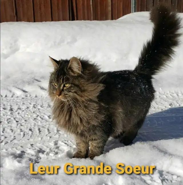Chaton Poil long (50% Angora Turc, 25% Maine Coon, 25% Sibérien) in Cats & Kittens for Rehoming in Victoriaville - Image 11