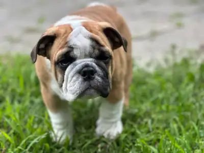 PUREBRED   ENGLISH BULLDOGS CKC CERTIFIED CHAMPION PARENTS, View more