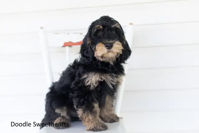 Labradoodle Puppies, Medium Size in Dogs & Puppies for Rehoming in Kitchener / Waterloo - Image 5