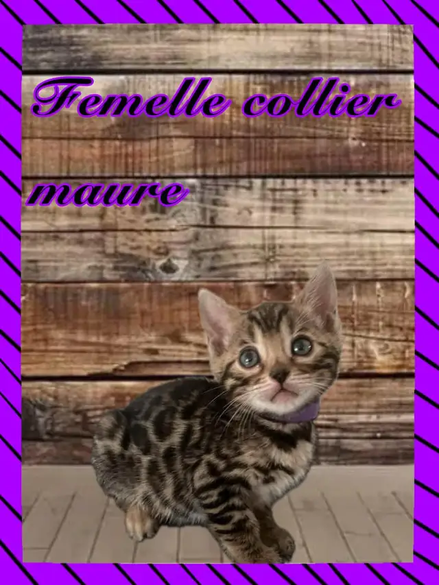 chaton bengal pure race enregistré Tica in Cats & Kittens for Rehoming in Victoriaville - Image 5
