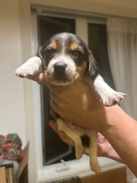 Purebred Beagle Puppies (Two Males)