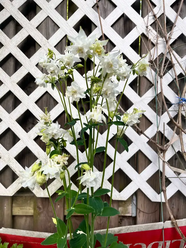 Columbine Perennial Plants in Plants, Fertilizer & Soil in Mississauga / Peel Region - Image 5