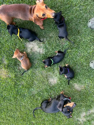 Mini Dachshund Puppies, View more