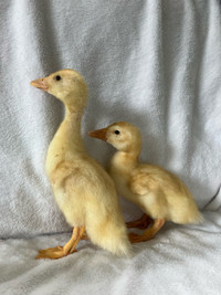 Pekin Ducklings 