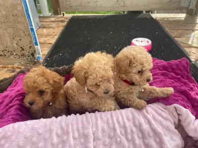 Selling three adorable female toy poodles., View more