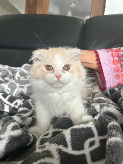 Scottish fold x Persian Kitten, View more